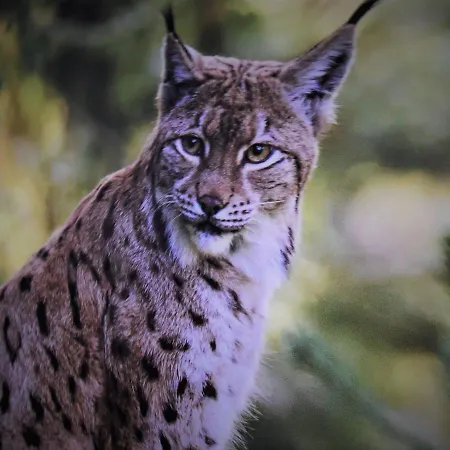 Rys * Szklarska Poręba