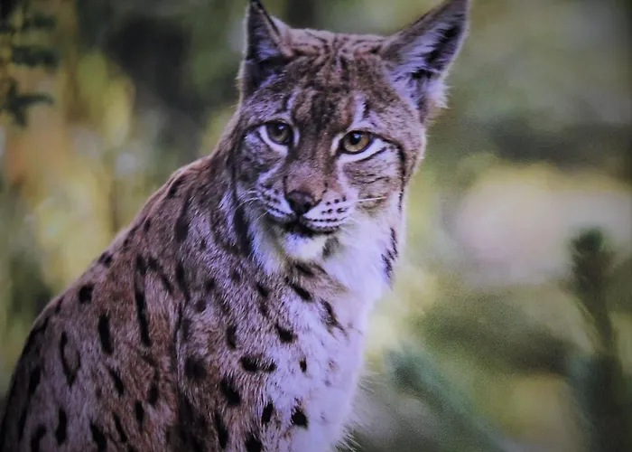 Rys * Szklarska Poręba